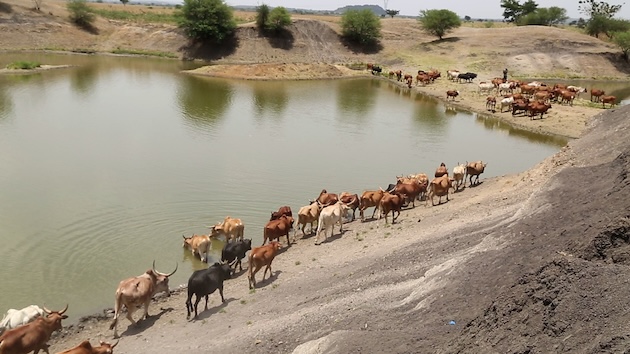 Cows drink from a pond used exclusively by pastoralists in Ikolongo village, Tanzania. Credit: Kizito Makoye/IPS
