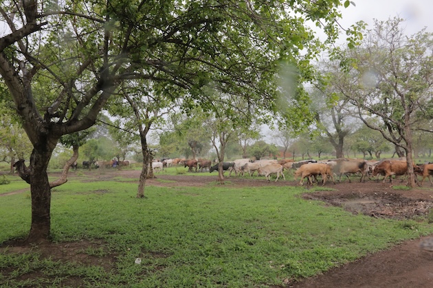 A herd of cattle grazes in a designated pastoralist area in Ikolongo village. Credit: Kizito Makoye/IPS