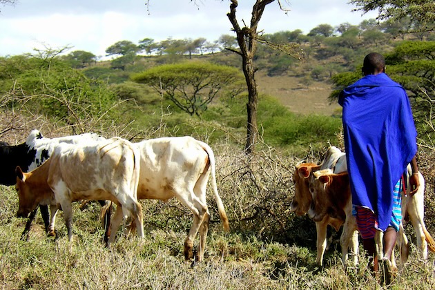 Leinot Leboo grazes his cattle in a bushy enclave in Ikolongo village. Credit: Kizito Makoye/IPS